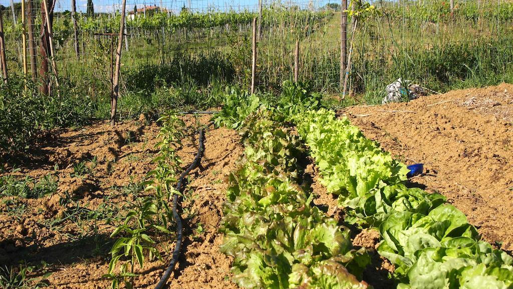 Agriturismo La Terra Valiano Kültér fotó